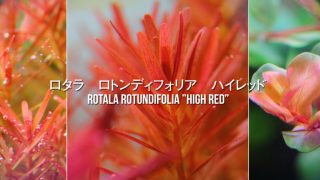 Thumbnail of post image 086